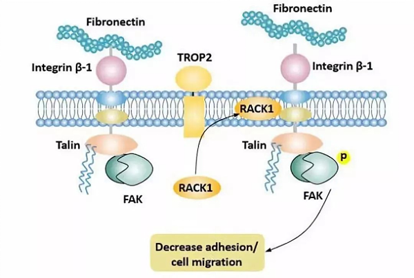 TROP2促进肿瘤浸润和转移（图片来源Cusabio）