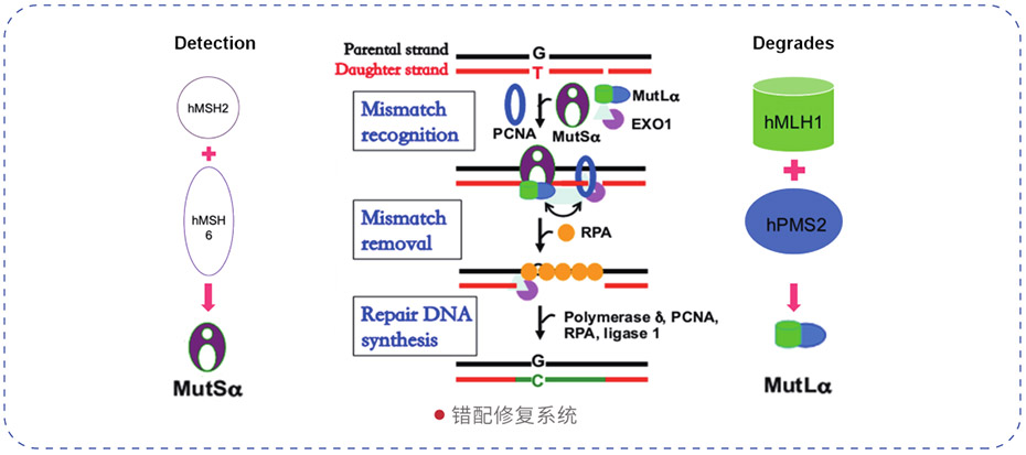 dMMR DNA 错配修复功能缺陷检测试剂盒